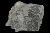 Pennsylvanian Fossil Flora (Neuropteris & Annularia) Plate - Kentucky #136796-1